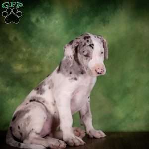 Truffle, Great Dane Puppy