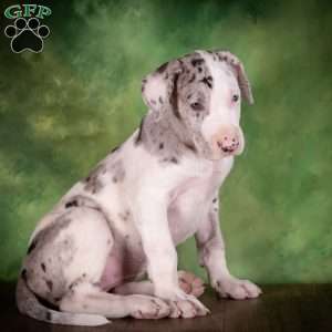 Truffle, Great Dane Puppy