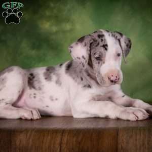 Truffle, Great Dane Puppy