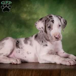 Truffle, Great Dane Puppy