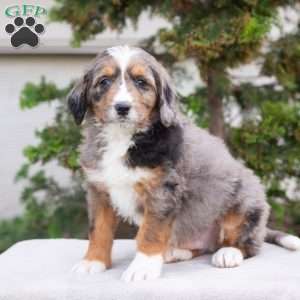 Mischief, Bernedoodle Puppy