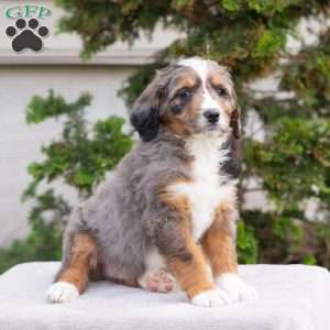 Mischief, Bernedoodle Puppy