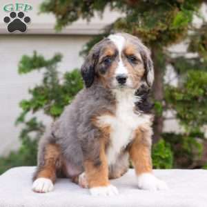 Mischief, Bernedoodle Puppy