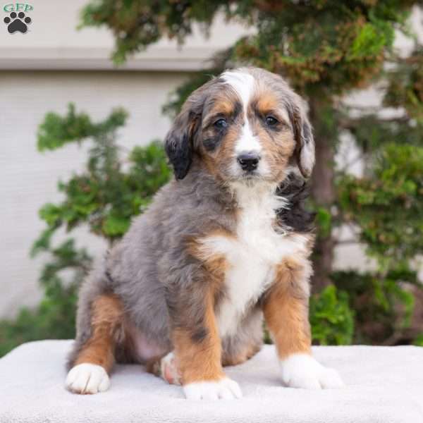 Mischief, Bernedoodle Puppy