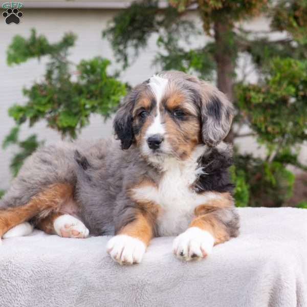 Mischief, Bernedoodle Puppy