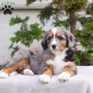 Mischief, Bernedoodle Puppy