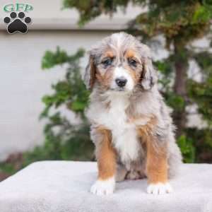 Makayla, Bernedoodle Puppy