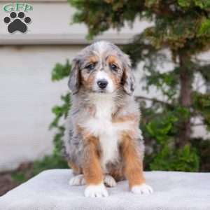 Makayla, Bernedoodle Puppy
