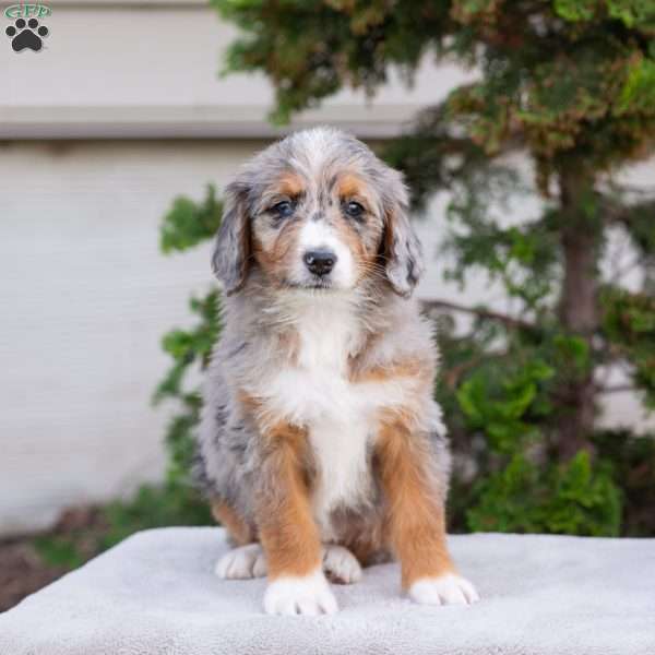 Makayla, Bernedoodle Puppy