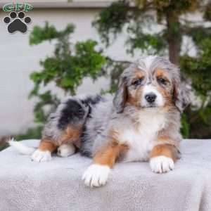 Makayla, Bernedoodle Puppy