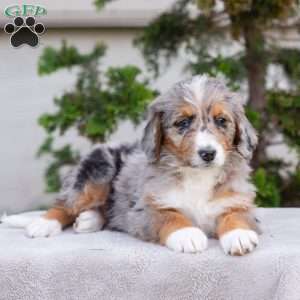 Makayla, Bernedoodle Puppy