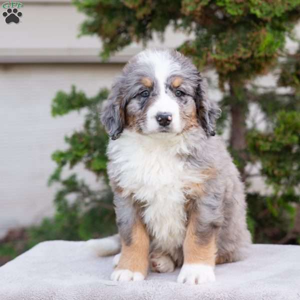 Mason, Bernedoodle Puppy