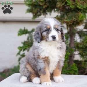 Mason, Bernedoodle Puppy