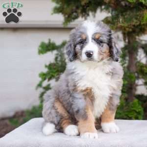 Mason, Bernedoodle Puppy