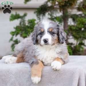 Mason, Bernedoodle Puppy