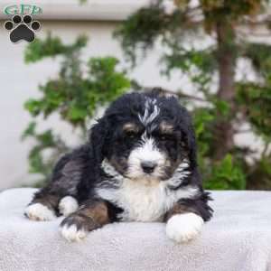 Max, Bernedoodle Puppy