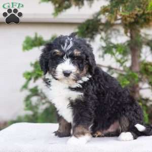 Max, Bernedoodle Puppy