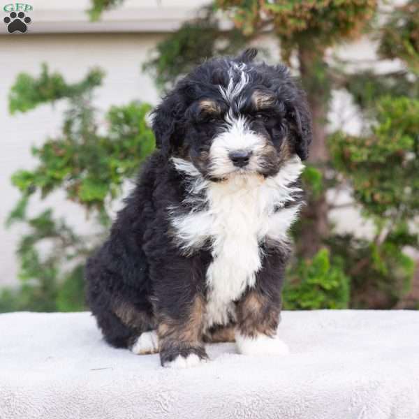 Max, Bernedoodle Puppy