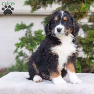 Milo, Bernedoodle Puppy