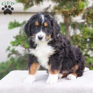 Milo, Bernedoodle Puppy