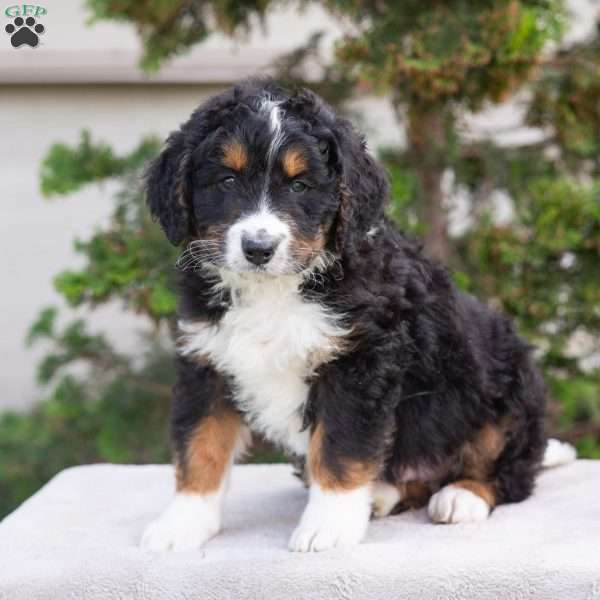 Milo, Bernedoodle Puppy