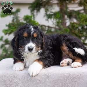 Milo, Bernedoodle Puppy
