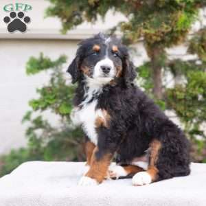 Melody, Bernedoodle Puppy