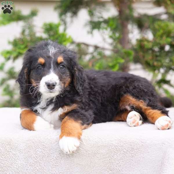 Melody, Bernedoodle Puppy
