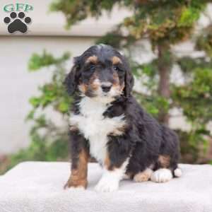 Mandy, Bernedoodle Puppy