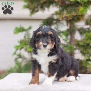Mandy, Bernedoodle Puppy