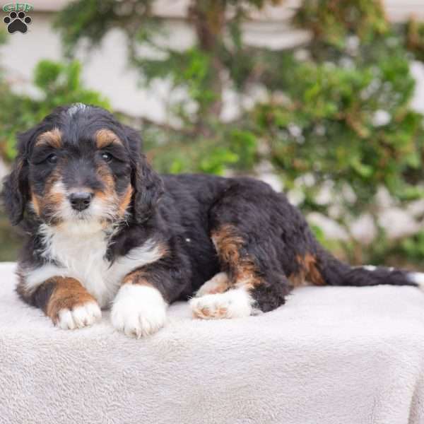 Mandy, Bernedoodle Puppy