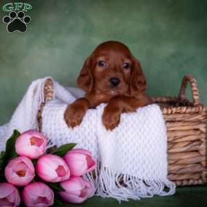 Brielle, Irish Setter Puppy