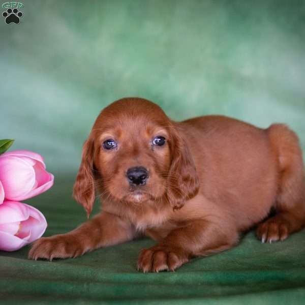 Brielle, Irish Setter Puppy