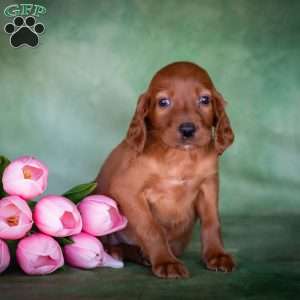 Brielle, Irish Setter Puppy