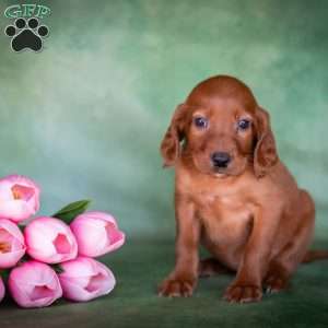 Brielle, Irish Setter Puppy