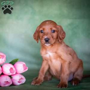 Brinae, Irish Setter Puppy