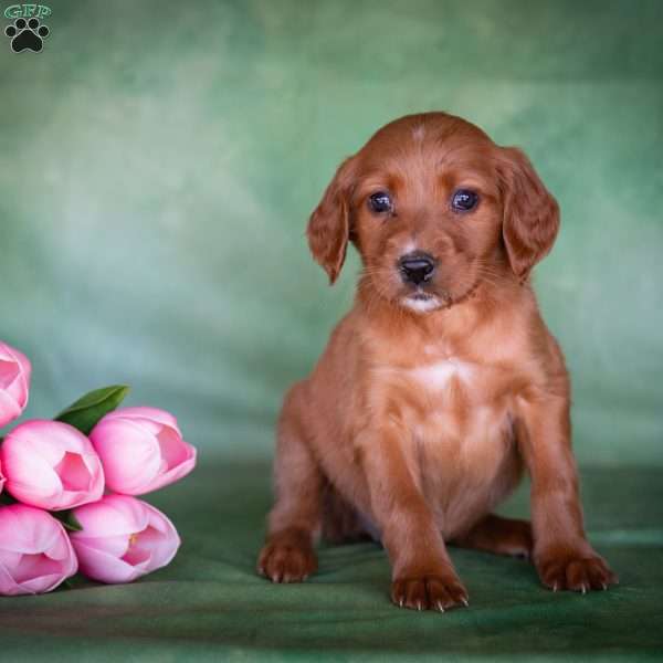 Brinae, Irish Setter Puppy