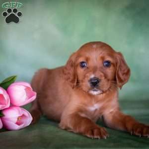 Brinae, Irish Setter Puppy