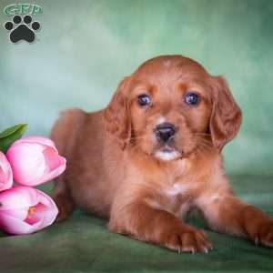 Brinae, Irish Setter Puppy