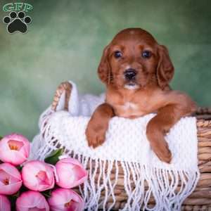Brinae, Irish Setter Puppy