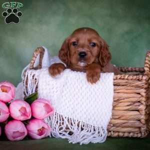 Brizina, Irish Setter Puppy
