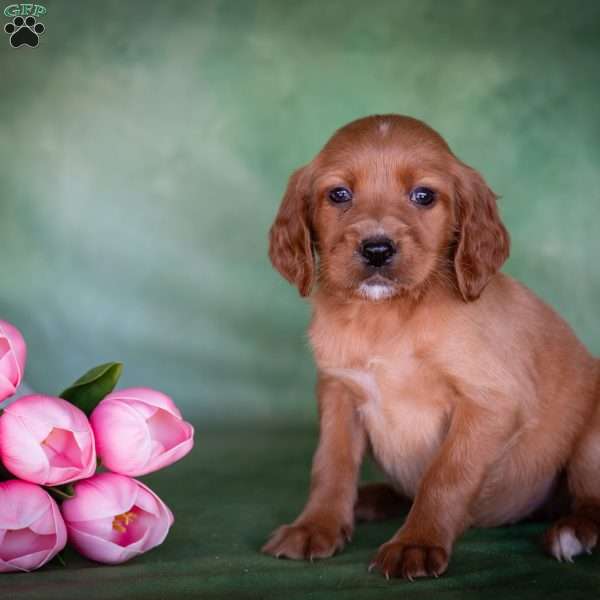 Brizina, Irish Setter Puppy