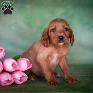 Brizina, Irish Setter Puppy