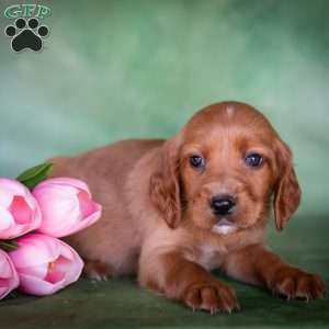 Brizina, Irish Setter Puppy