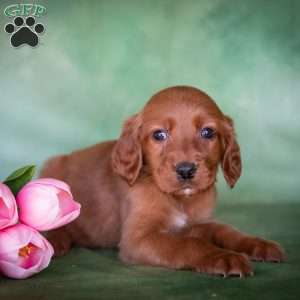 Brianna, Irish Setter Puppy