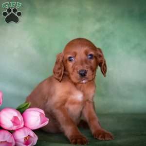 Brianna, Irish Setter Puppy