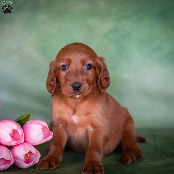 Brianna, Irish Setter Puppy