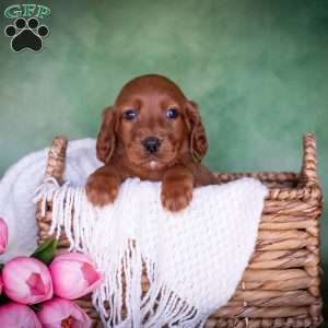 Brianna, Irish Setter Puppy