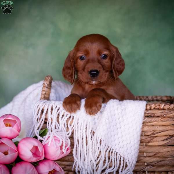 Brizianna, Irish Setter Puppy