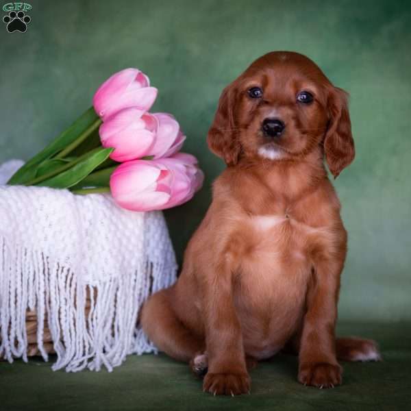 Brynn, Irish Setter Puppy